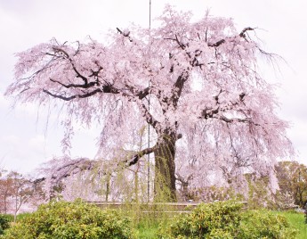 京都円山公園の桜